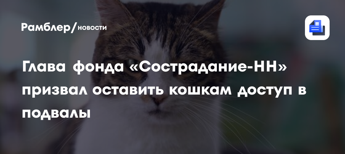 Глава фонда «Сострадание-НН» призвал оставить кошкам доступ в подвалы