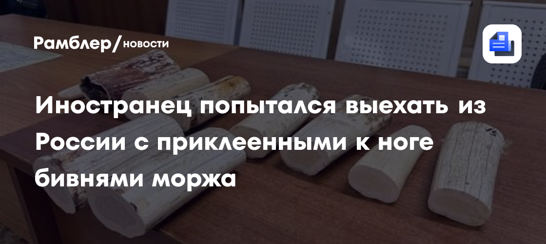 В Забайкалье пресекли контрабанду фрагментов бивней моржа